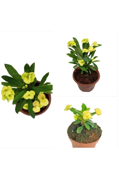 Sarı Japon Iğnesi Dikenler Tacı Euphorbia Milii Fidanı 10-20 cm ürün görseli 1