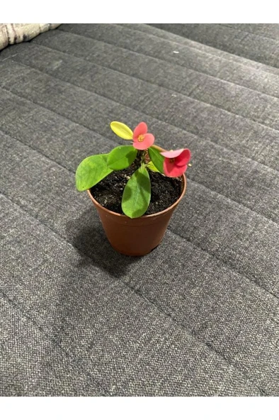 Japon Iğnesi Dikenler Tacı Euphorbia Milii Fidanı Saksılı 10-20 cm ürün görseli 1