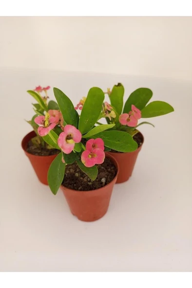 Pembe Japon Iğnesi Dikenler Tacı Euphorbia Milii Fidanı 10-20 cm ürün görseli 1