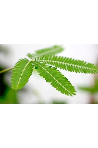 Mimosa Pudica Küstüm Çiçeği Fidanı 10-20 cm ürün görseli 1