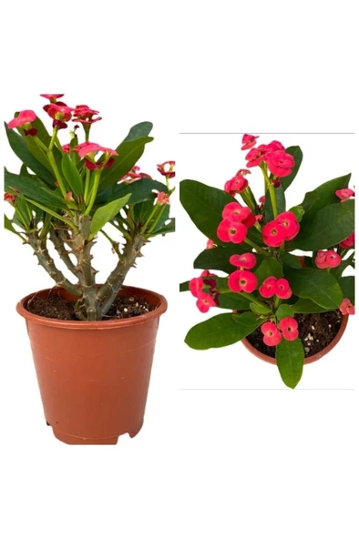 Orta Boy Japon Iğnesi Dikenler Tacı Euphorbia Milii Fidanı Saksılı 10-20 cm ürün görseli 1