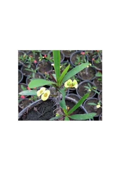 Euphorbia Milii Fidanı Saksılı 10-20 cm Japon Iğnesi Dikenler Tacı ürün görseli 1