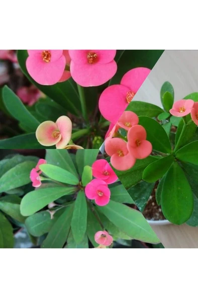 Pembe Japon Iğnesi Dikenler Tacı Euphorbia Milii Fidanı Saksılı 10-20 cm ürün görseli 1