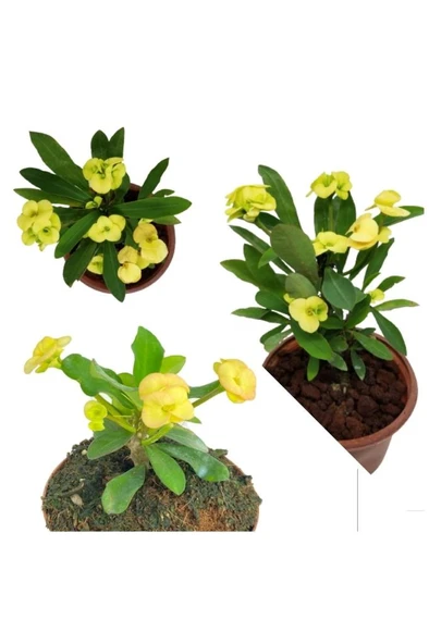 Sarı Japon Iğnesi Dikenler Tacı Euphorbia Milii Fidanı 10-20 cm ürün görseli 1