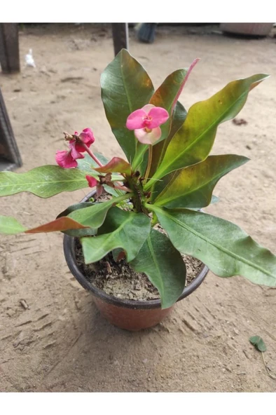Japon Iğnesi Dikenler Tacı Euphorbia Milii Fidanı Saksılı 10-20 cm ürün görseli 1