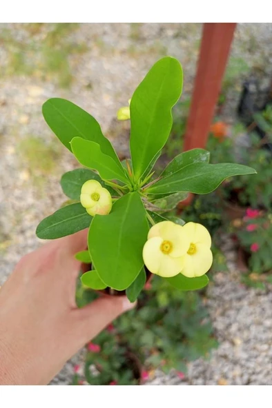 Sari Japon Iğnesi Dikenler Tacı Euphorbia Milii Fidanı 10-20 cm ürün görseli 1