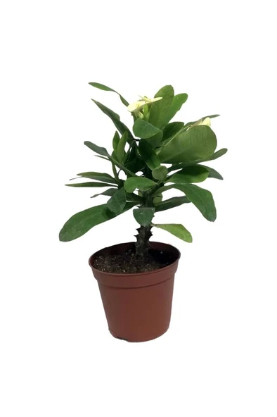 Japon Iğnesi Dikenler Tacı Euphorbia Milii Fidanı Saksılı 10-20 cm ürün görseli 1