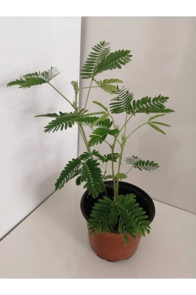 Küstüm Çiçeği Fidanı Mimosa Pudica 10-20 cm ürün görseli 1