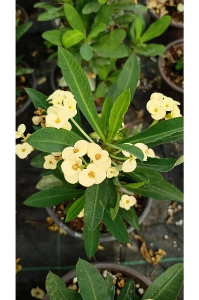 Japon Iğnesi Dikenler Tacı Euphorbia Milii Fidanı Saksılı 10-20 cm ürün görseli 1