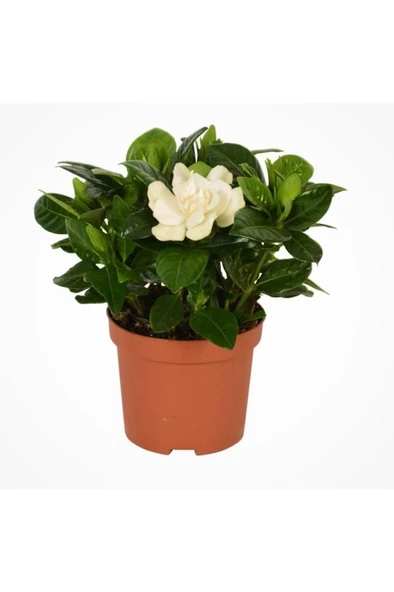 Gardenya Gardenia Jasmionides Ev Ofis Salon Bitkisi 10-20 cm ürün görseli 1