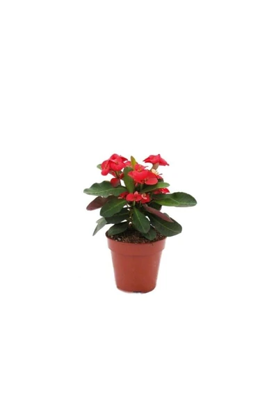 Japon Iğnesi Dikenler Tacı Euphorbia Milii Fidanı Saksılı 10-20 cm ürün görseli 1