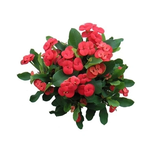 Euphorbia Milli Dikenler Tacı Kaktüsü Fidanı 10-20 cm ürün görseli 1