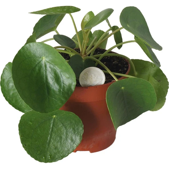 Pilea Bitkisi Çin Para Çiçeği Fidanı 10-20 cm ürün görseli 1