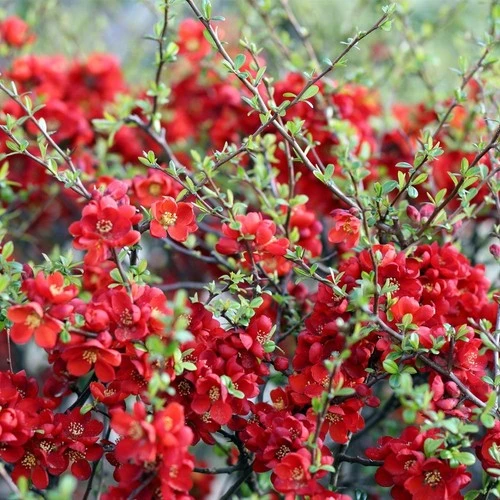 Kırmızı Çiçekli Bahar Dalı, Saksıda 20-40 cm ürün görseli 1