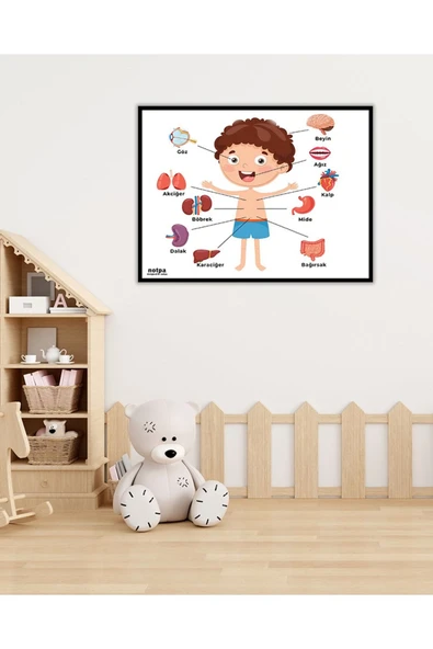 kutuTR Dekorize Mdf Tablo - Iç Organlar - Çocuklar Için Eğitici Tablo ürün görseli 1