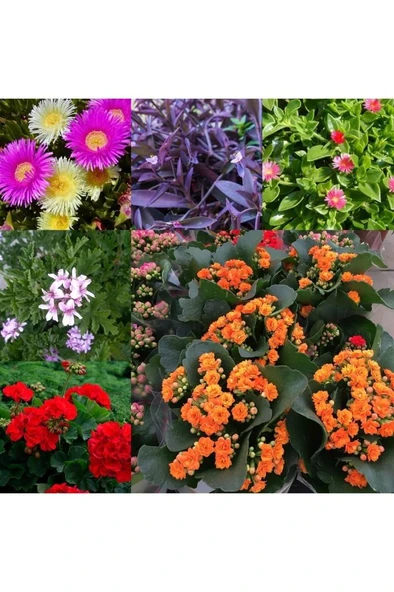 6 Çeşit Mezarlık Çiçeği Fidanı 10-20 cm ürün görseli 1
