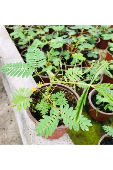 Küstüm Çiçeği Fidanı Mimosa Pudica 10-20 cm ürün görseli 1