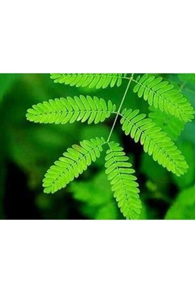 Küstüm Çiçeği Bitkisi Saksılı 10-20 Cm ürün görseli 1