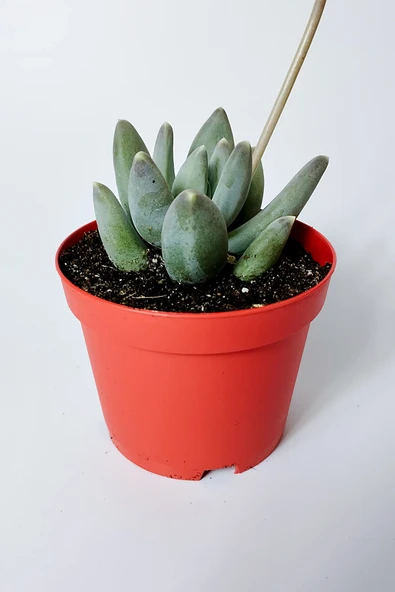Pachyphytum Diamond dekoratif etli yapraklı sukulent 8.5 kırmızı saksıda ürün görseli 1