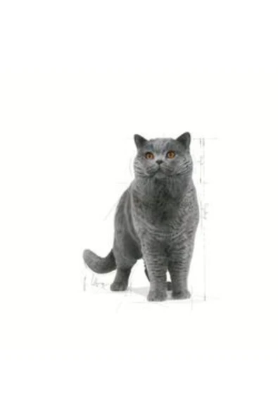 Royal Canin British Shorthair Yetişkin Kedi Maması 10 kg ürün görseli 1