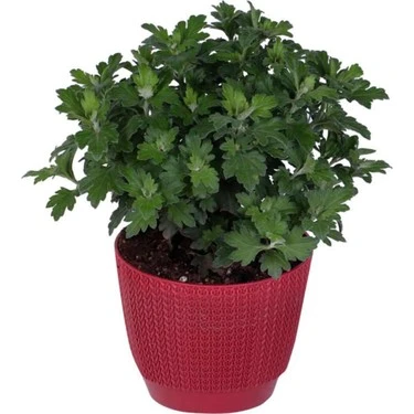 Saksıda Bordo Kasımpatı Çiçeği (chrysanthemum) 10-20 cm ürün görseli 1