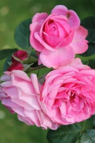 Kokulu Isparta Gülü 40 Cm Rosa Damascena ürün görseli 1