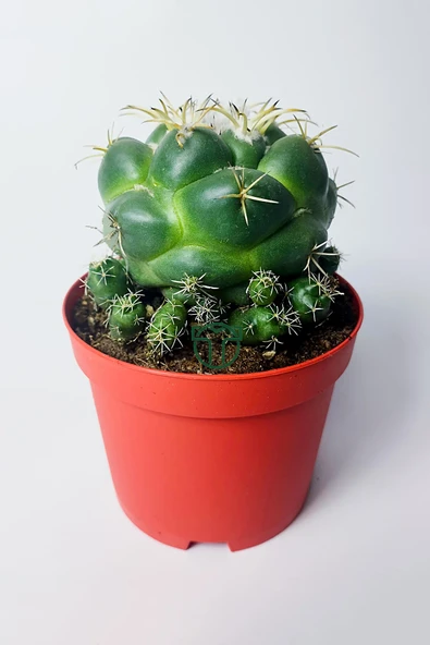 Coryphantha Elephantidens nadir kaktüs bol yavrulu 8.5 cm kırmızı ürün görseli 1