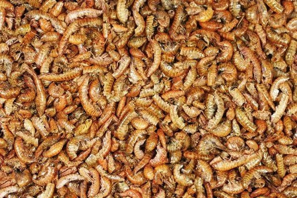 Rotifish Kurutulmuş Gammarus ( Karides ) Kaplumbağa ve Balık Yemi 500 GR ürün görseli 1