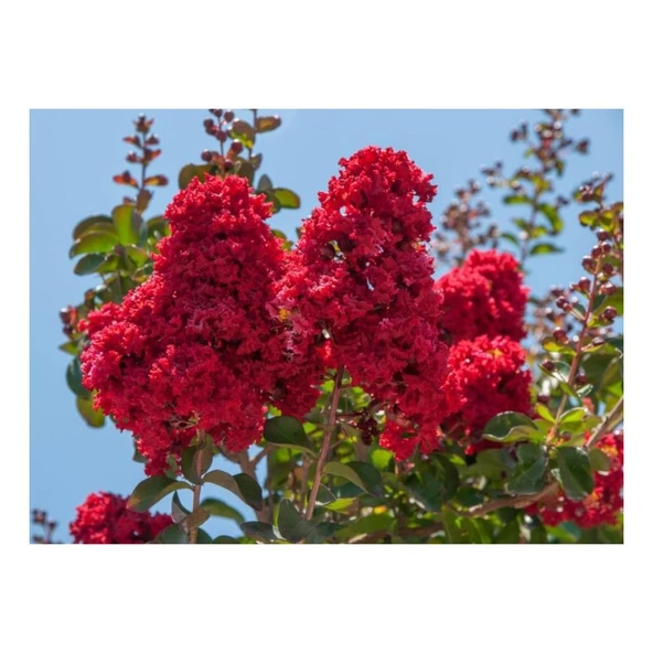 Koyu Kırmızı Oya Çiçeği Fidanı 40-60 cm ürün görseli 1