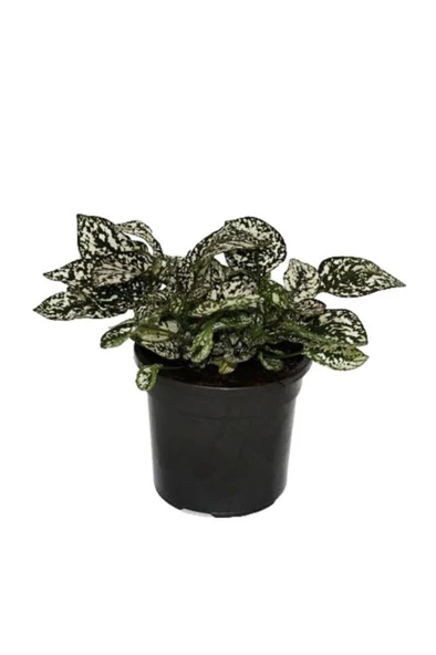 Hypoestes Phyllostachya Hostes Çiçeği Çilli Beyaz Benek 10-20 cm ürün görseli 1