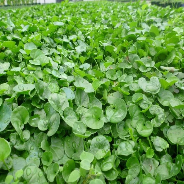 Fare Kulağı Çim Tohumu (Dichondra Repens) 100 Gr ürün görseli 1