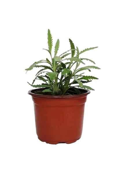 Saksıda Lavanta Fidesi Fidanı 10-20 cm ürün görseli 1