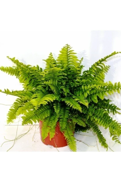 Fujer Aşk Merdiveni Nephrolepsis Exaltata 10-20 cm ürün görseli 1