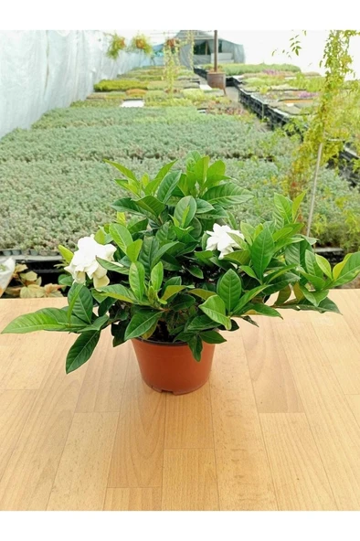 Gardenya Çiçeği Kokulu Ve Formlu Gardenia Jasminoides 10-20 cm ürün görseli 1