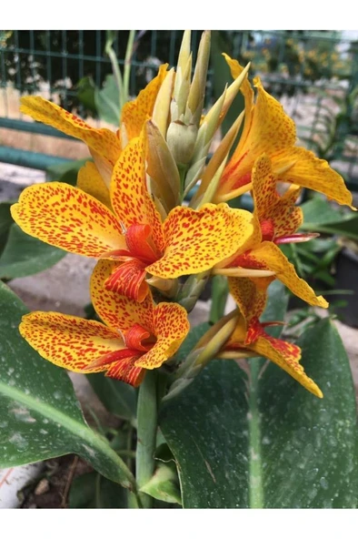 Canna Indica Kanna Sarı Kırmızı Fidanı 20-40 cm ürün görseli 1
