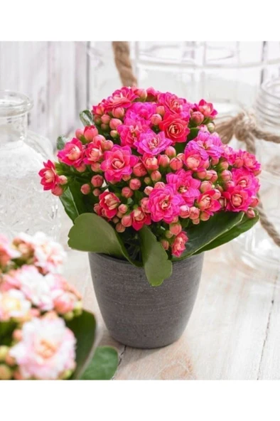 Açık Pembe Canlı Kalanchoe Çiçeği Saksılı 10-20 cm BİTKİLTOUS306 ürün görseli 1