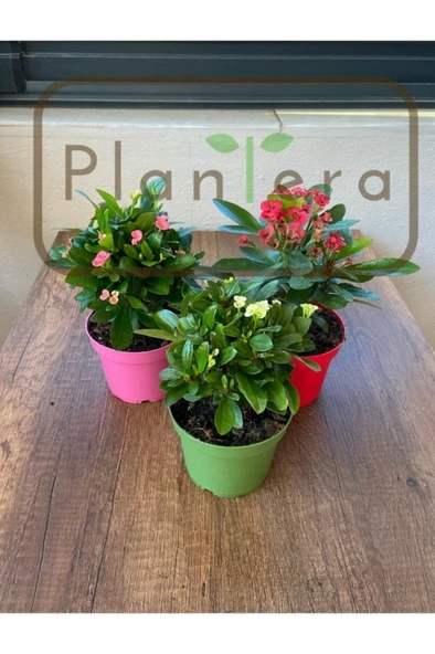 Euphorbia Milii - Dikenler Tacı - Üçlü Set 10-20 cm ürün görseli 1