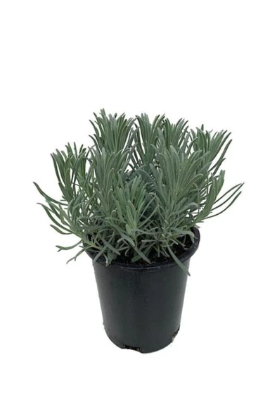 Saksılı Lavanta Fidanı (lavandula Intermedia) 1 Adet 10-20 Cm ürün görseli 1