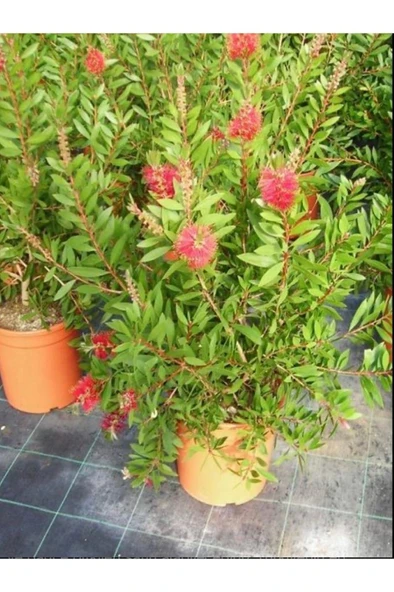 Fırça Çalısı Çiçeği Kırmızı Saksılı 30-60 cm ürün görseli 1