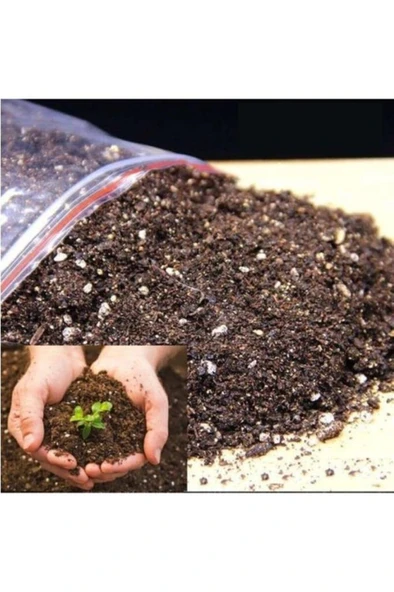 Japon Iğnesi Dikenler Tacı Euphorbia Milii Toprağı 3 kğ ürün görseli 1