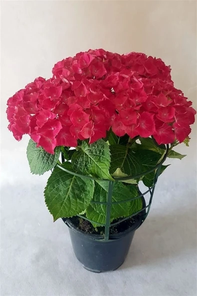 Bayrak Kırmızı Ortanca Fidanı 10-20 cm ürün görseli 1