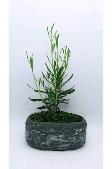 Saksıda Lavanta Fidesi Fidanı 10-20 cm ürün görseli 1