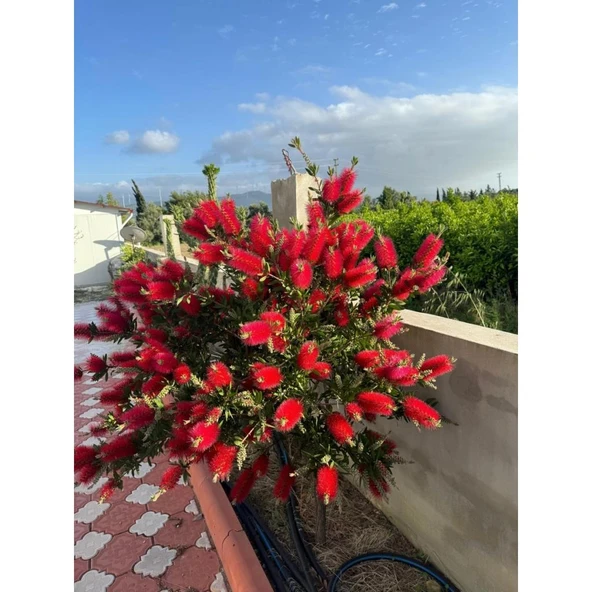 Fırça Çalısı Çiçeği Callistemon Laevis 30-60 cm ürün görseli 1