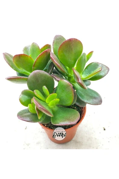 Crassula Ovata Minor Para Çiçeği Fidanı 10-20 cm ürün görseli 1