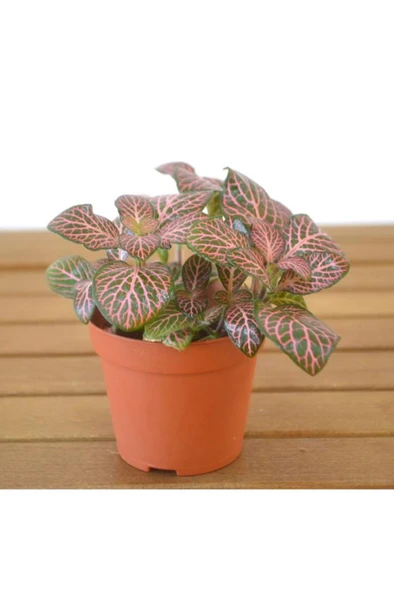 Yeşil Pembe Fittonia Çiçeği Fidanı 10-20 cm ürün görseli 1