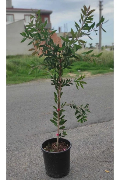 Fırça Çalısı Fidanı 30-60 cm ürün görseli 1