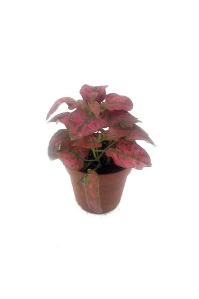 Fittonia Çiçeği Fidanı Pembe Yeşil 10-20 cm ürün görseli 1
