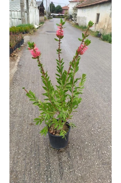 Fırça Çalısı Fidanı 40-80 cm ürün görseli 1