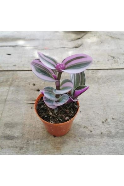 Pembe Telgraf Çiçeği Fidanı 10-20 cm ürün görseli 1