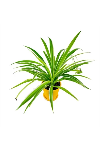 Kurdele Çiçeği Chlorophytum Fidanı 10-20 cm ürün görseli 1